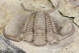 Rare, Gabriceraurus Trilobite Fossil - Wisconsin #161712-2